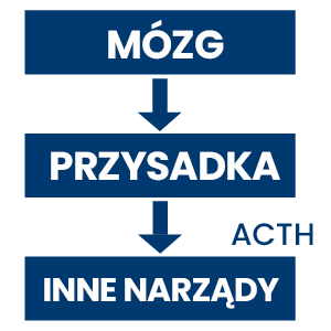 Illustration Equine ppid diagram PL
