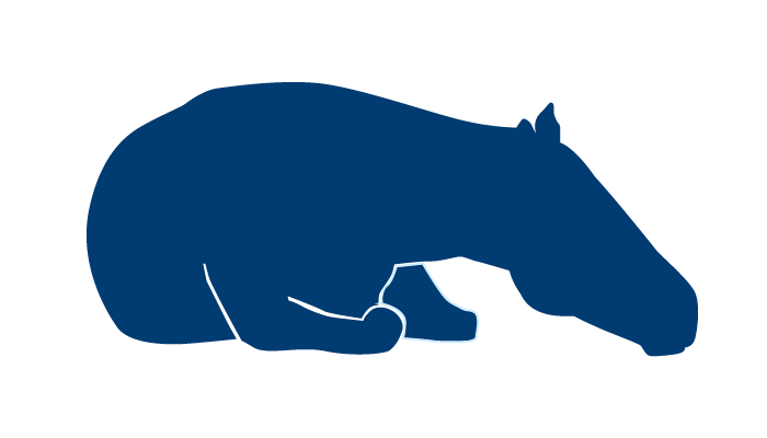 Equine PPID Lethargy